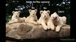Laugh Your Head Off