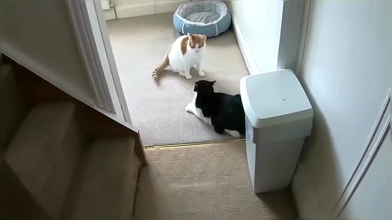 Cat Fight