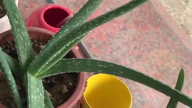 aloe