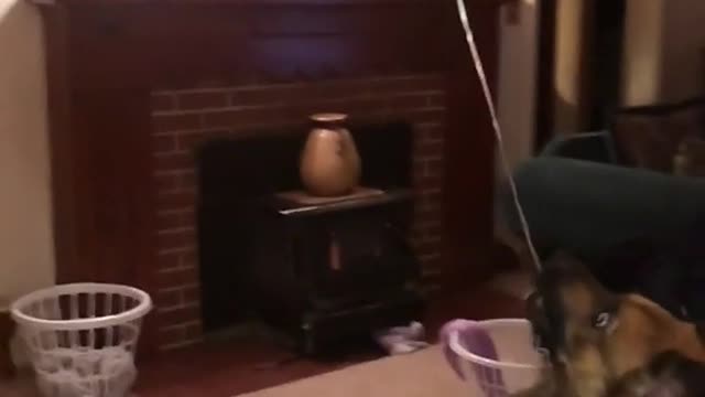 Dog trying to catch heart balloon tied to him