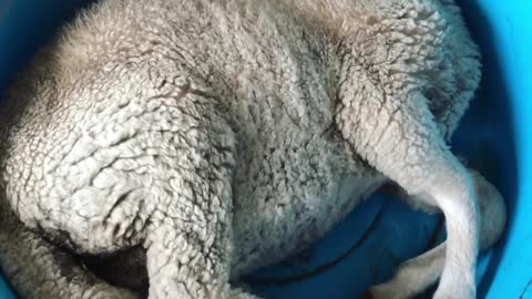 Lamb Stuck in Food Bowl