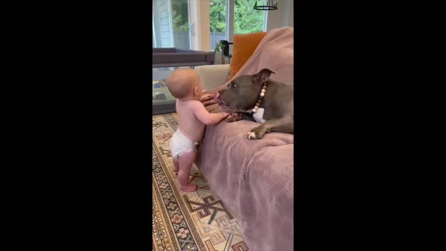 Try Not To Laugh Dogs And Cats Cute Reaction MEOW