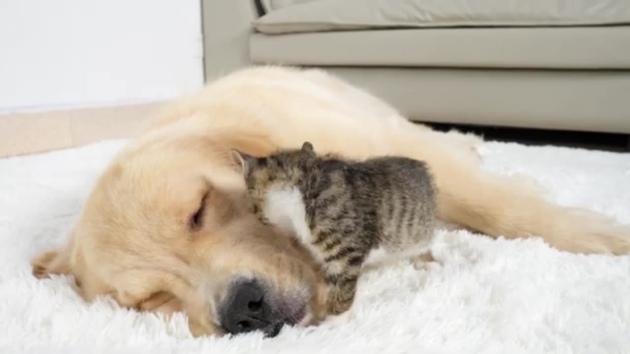 Drowsy Kitten Falls Asleep Against Golden Retrieve