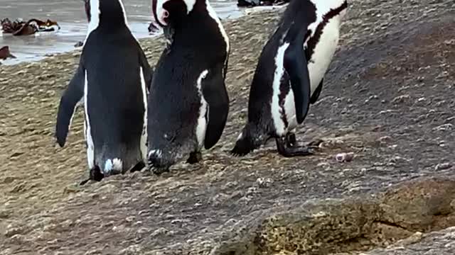 Jackass penguins