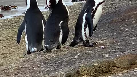 Jackass penguins