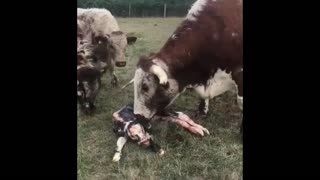 A Cow After Birth in AFew Minutes