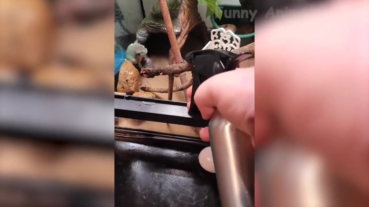 Animals comedy video |funny videos |happy pets