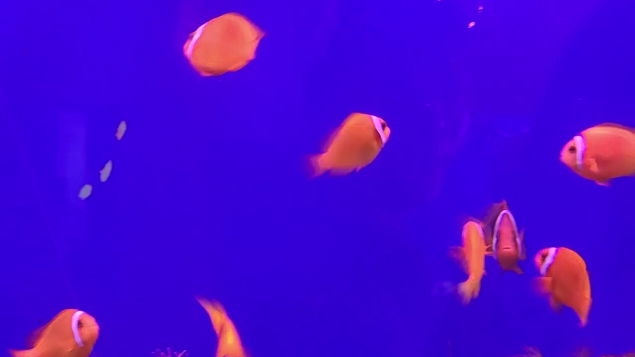 nemo fish