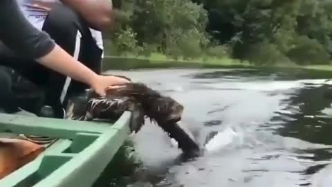 This is a beautiful and charming water-dwelling species