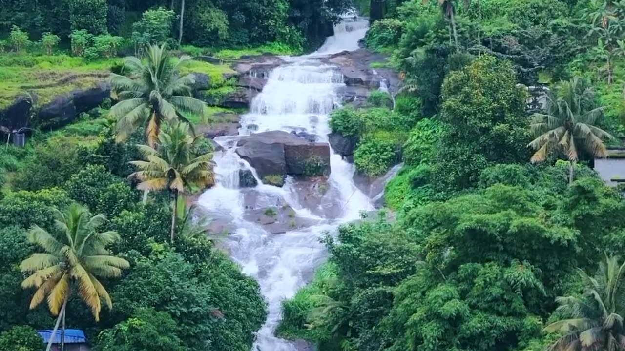 Nature’s Wonders: Forests and Wildlife in Harmony