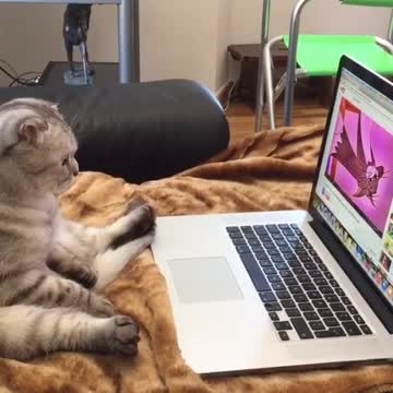 Cat Watches Cartoons On Laptop While Sitting Upright Like A Human