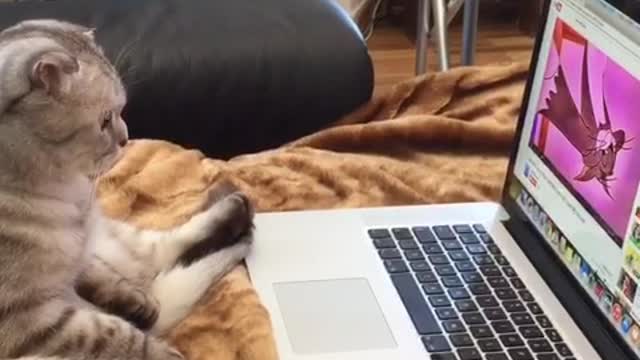 Cat Watches Cartoons On Laptop While Sitting Upright Like A Human