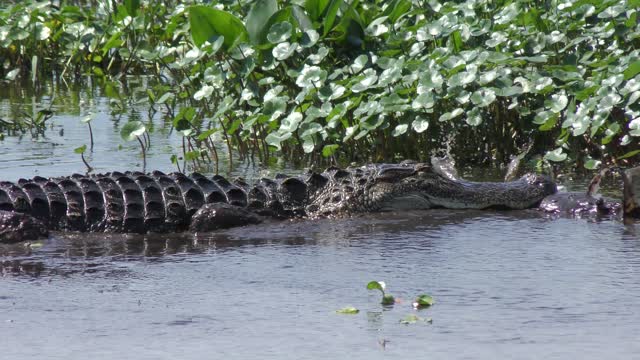 Grab a bite and grab a bite to eat. Alligator fishing.