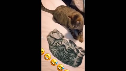 Funny Animal Videos