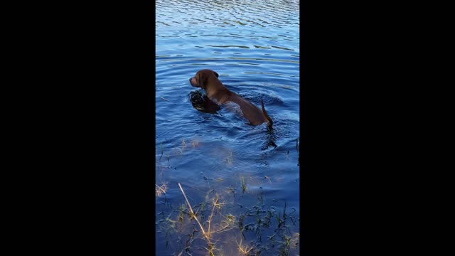 Water Loving Rhodesian Ridgeback