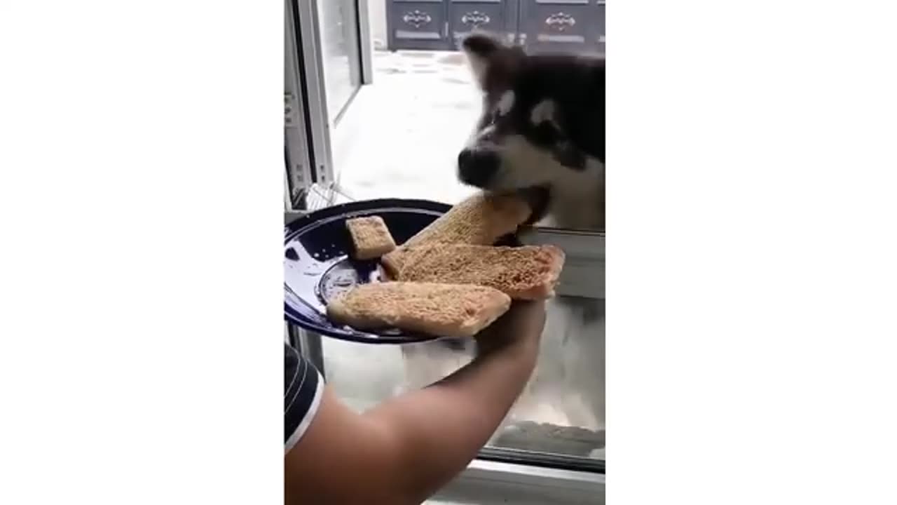 Challenge yourself not to laugh with this hilarious compilation of animal videos.