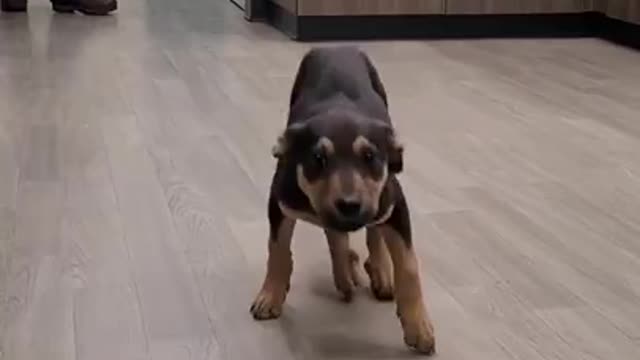 Happy dog dancing