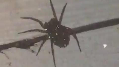 This is a wolf spider carrying its babies.