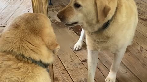Labrador Finds New Enemy in Reflection
