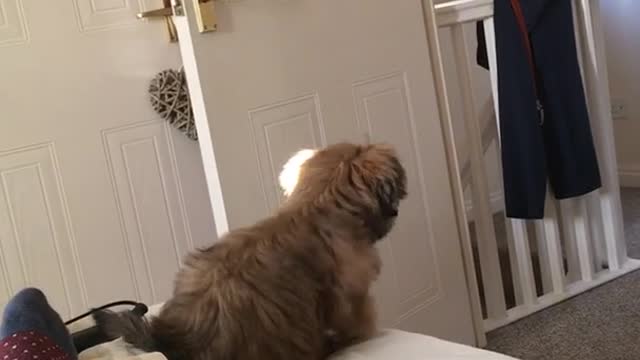 Puppy jumping from bed