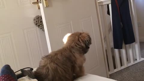 Puppy jumping from bed