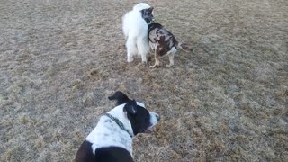 Three dogs having loads of fun!