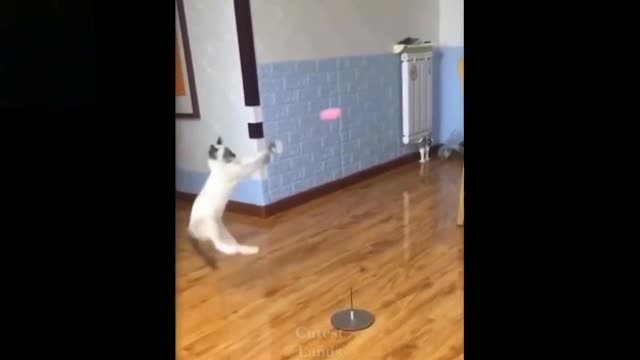 cat plays with a swing ball