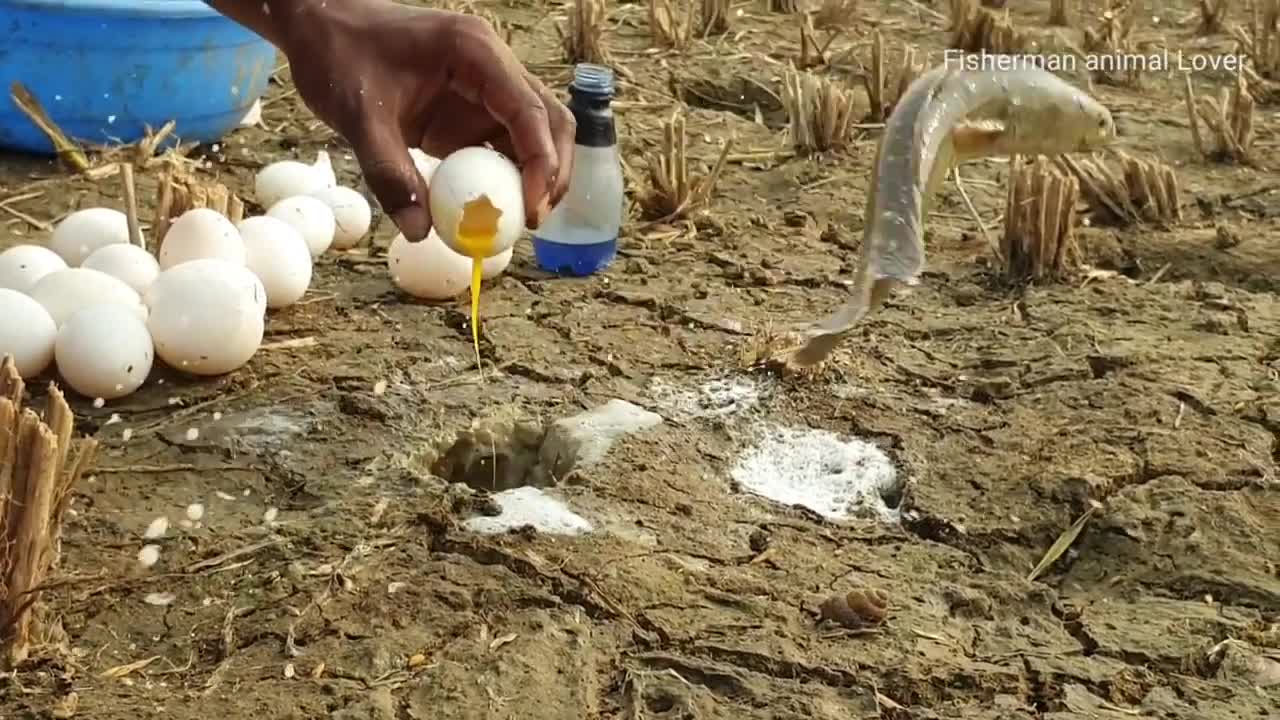 Unbelievable Fishing Technique_Best Underground Snakehead Fish Come Out With Hen Eggs,Dry-Fish-Hole