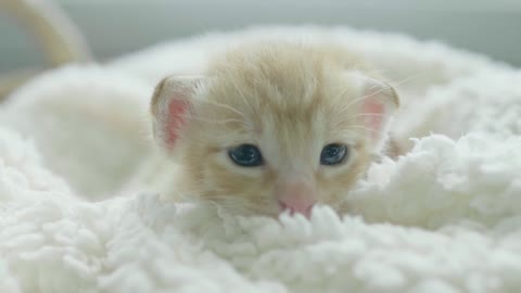 Cute White Cat looking so adorable 💕❤️and Most cute cat In world