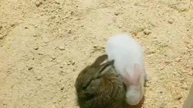 The two little bunnies are so cute!