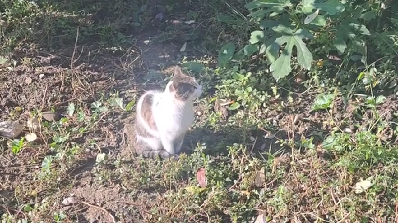 Cute cats that don't get along with each other are standing at a distance.