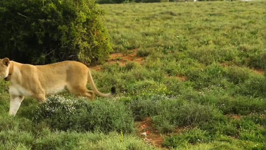 Information about the female lion