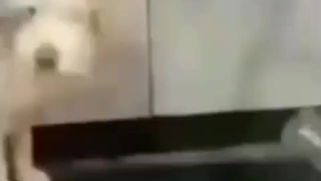 Shitpost #5