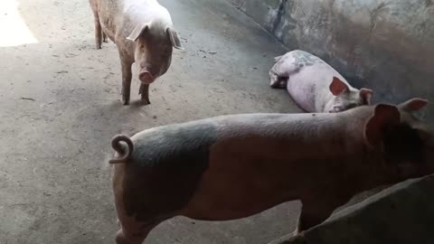 The group of pigs eat together