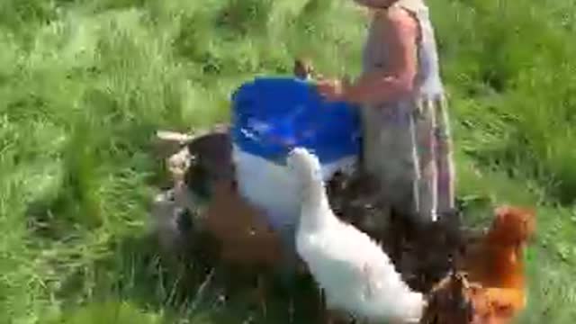 Baby Breck loves playing with Bridgette’s baby bunnies…