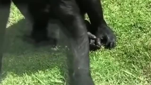 Gorilla Wakes Injured Bird