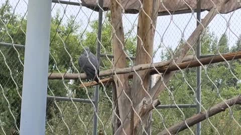 Parrot