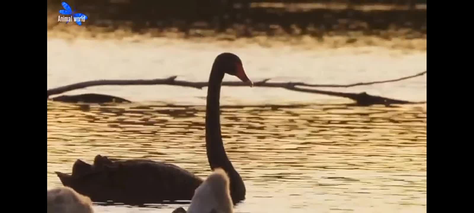 Beautiful Bird Flying