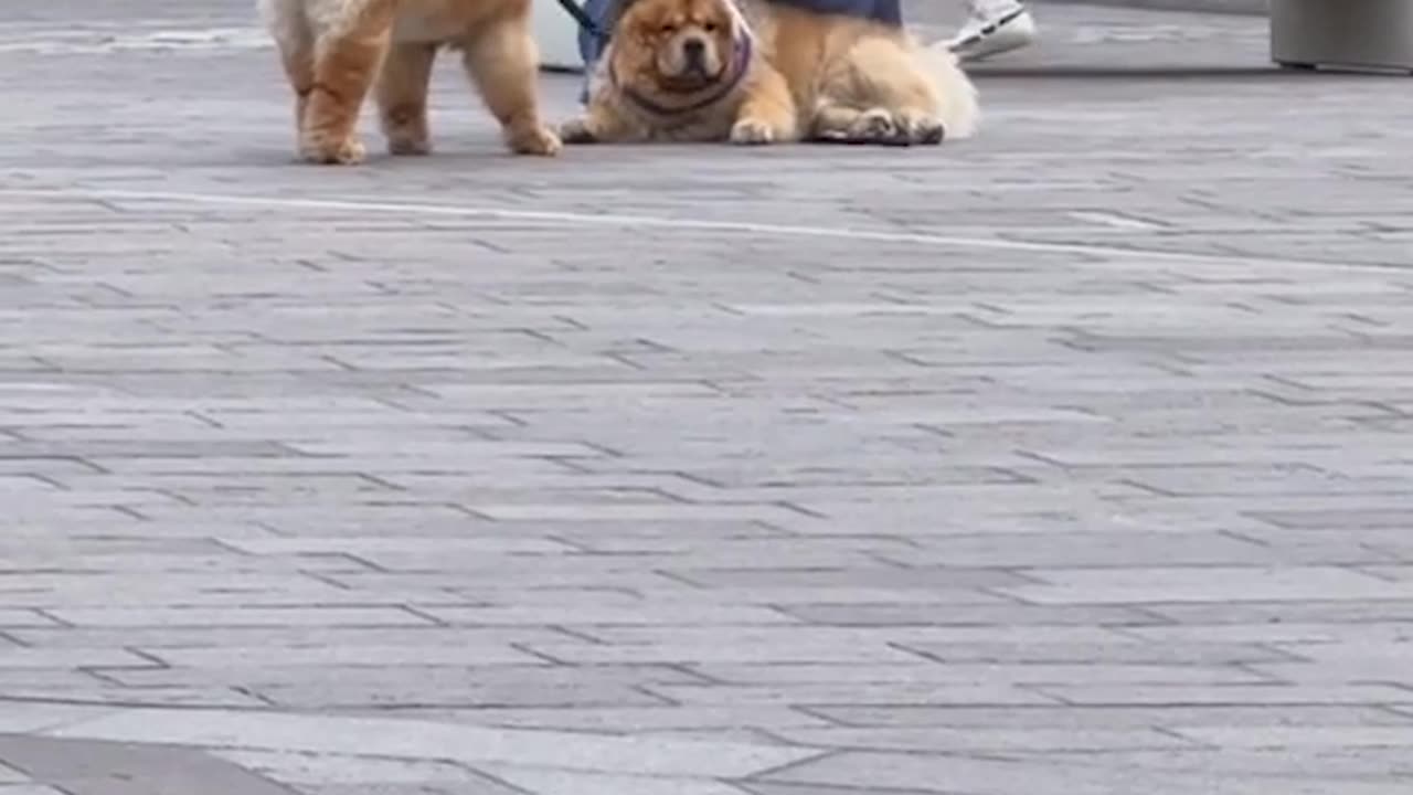 Chow Chow Stubbornly Refuses To Stand