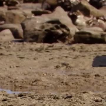 The octopus that can walk on land 🐙