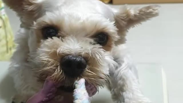 The puppy playing with the owner~