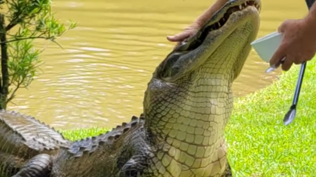 Pet alligator comes up for some treats