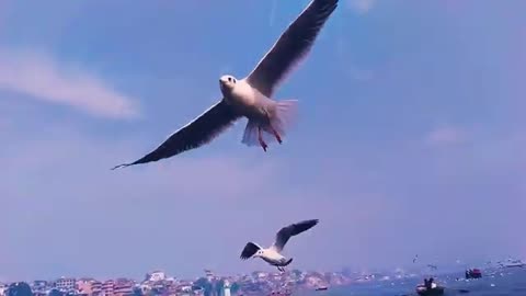 Beutiful birds flying