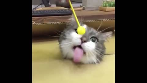 greedy cat