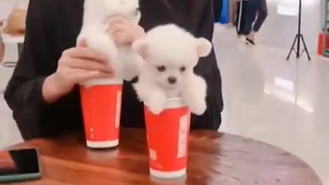 Cute Pomeranian puppies videos Want to exchange with coffee ? Funny dog videos #shorts