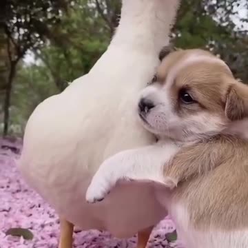 😍Cute and Funny Dog Compilation