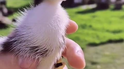 Cute Duckling | The Magic of Duckling