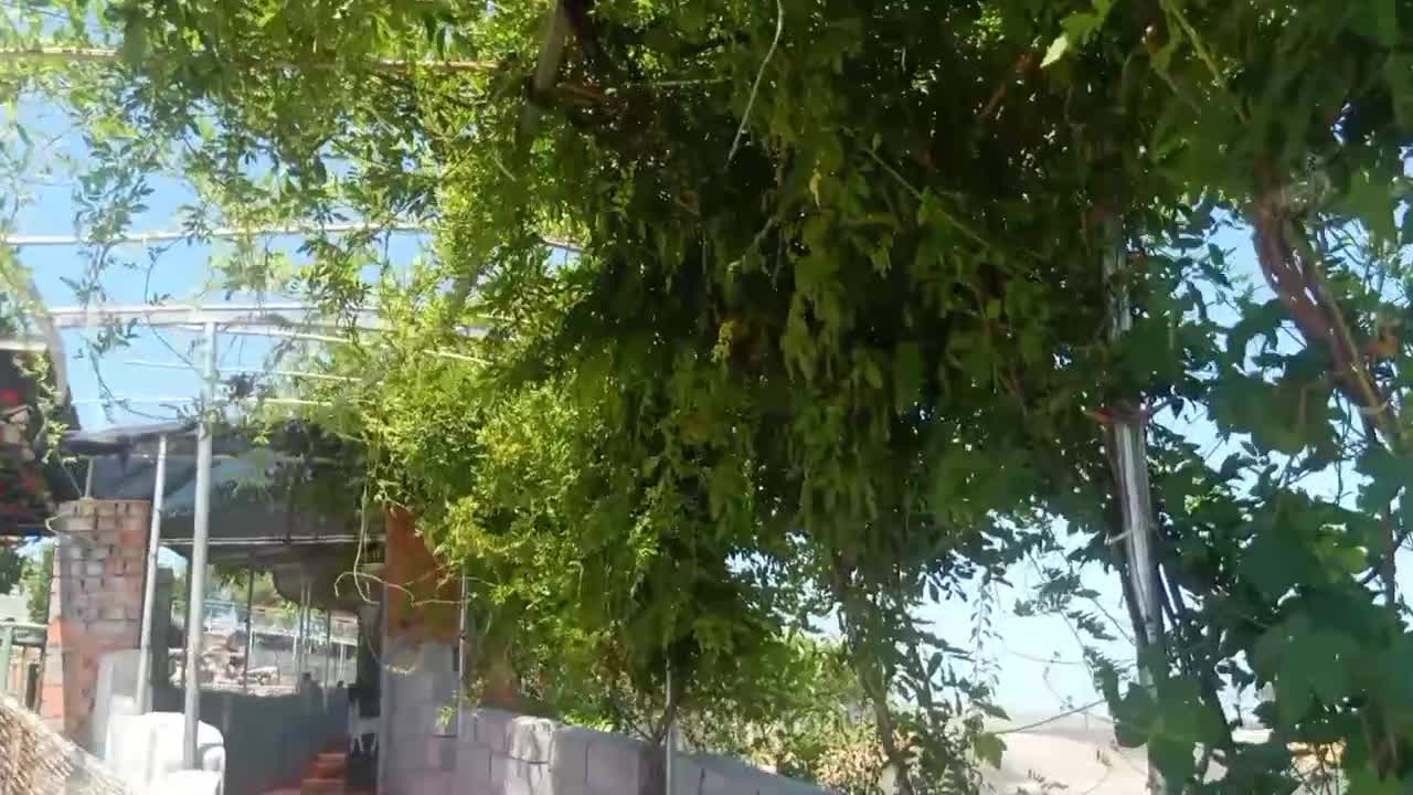 Vines covered the fence