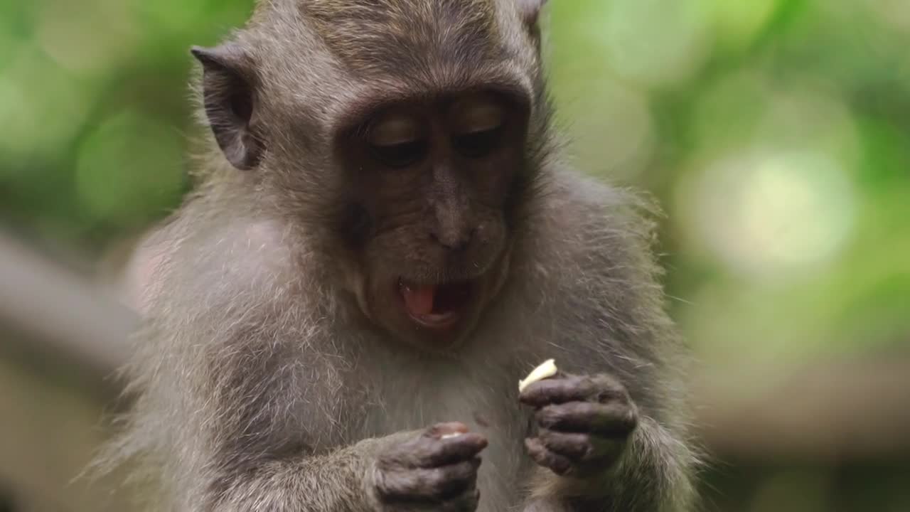 Monkey funny eating moment