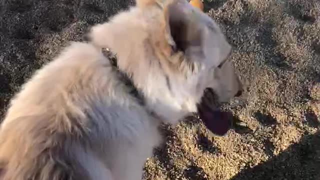 Training My Dog at dog park
